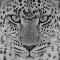 Innodev Solution Github - Best Colorful Arts in HD