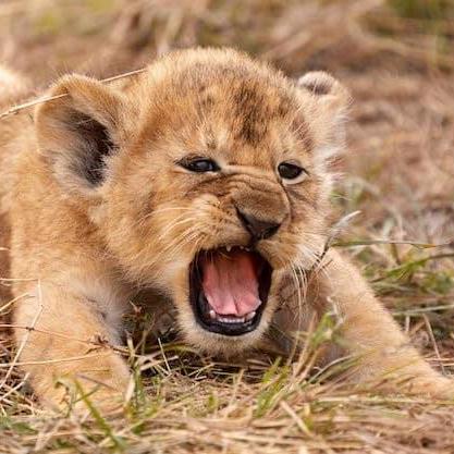 Amoretti Dev Andrea Moretti Github - Minimal Designs - Perfect High Resolution Collection