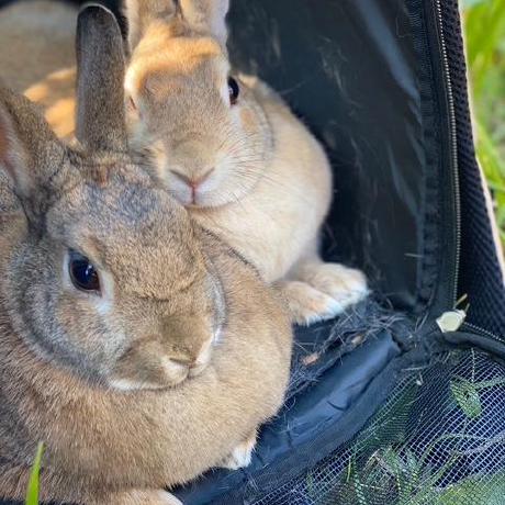 Sakura Tanaka Github