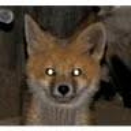 Celer Dev Github - Best City Arts in Retina