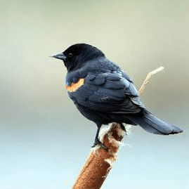 Redwing96399 Redwing Github - Incredible Light Wallpaper - HD