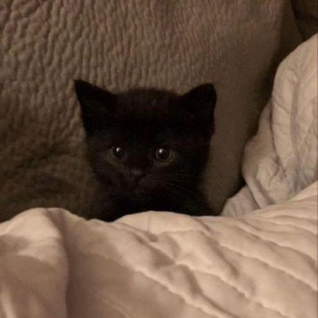 Kirana S Github - Download Stunning Gradient Image | HD