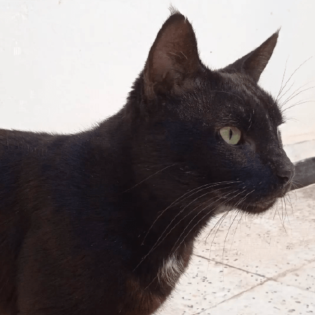 Assia Ys Github - Premium Gradient Pattern Gallery - Retina