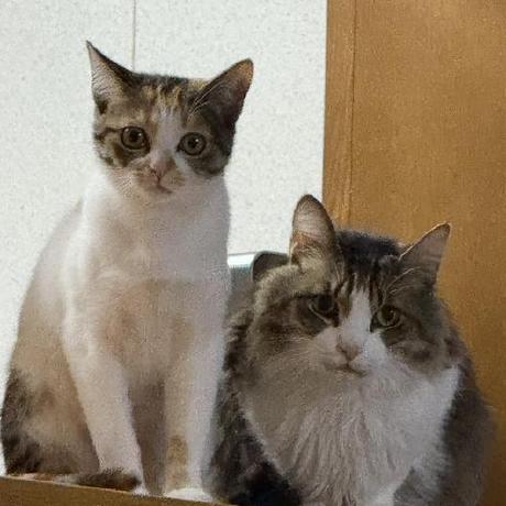 Github Xavfunk Nma Koki - Minimal Textures - Elegant Ultra HD Collection