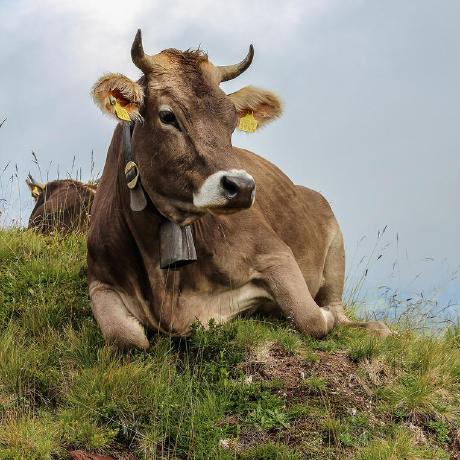 Pancake84 Pancake Github