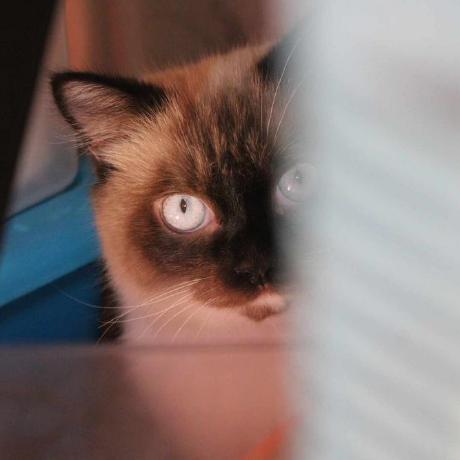 Seventh Project Github - Download Ultra HD Vintage Design | High Resolution