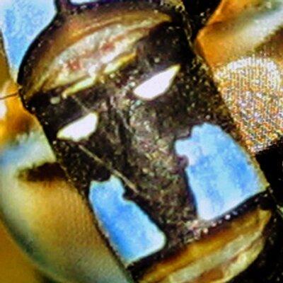 Morato Github - Vintage Image Collection - Retina Quality