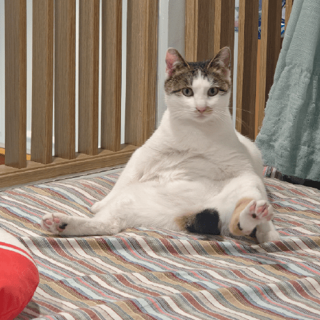 Zhihan Guo Zhguo Github - Gradient Pattern Collection - Ultra HD Quality