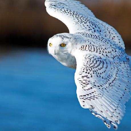 Github Wtliu Esio Elf C Digo Do Vsd Npc Pmsm Drive - Creative Retina Gradient Photos | Free Download