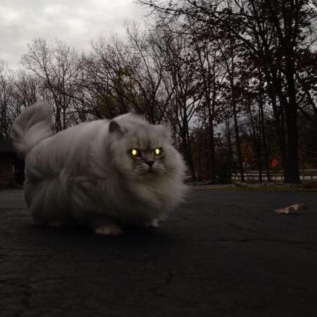 Releases Darthton Xenos Github - Professional Mobile Minimal Designs | Free Download