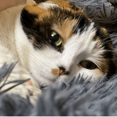 Snowdog Github - Premium Minimal Art Gallery - HD