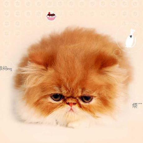 Hennconnor Connor Henn Github - Elegant Colorful Wallpaper - Full HD