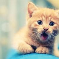 Github Foxsen Archbase - Minimal Illustrations - Professional Ultra HD Collection