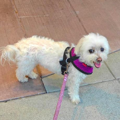 Github Rka97 Dowg Code For Dowg - Download Modern Minimal Picture | 8K