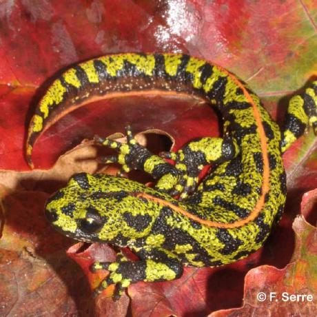 Releases Highj Highj Github - Space Design Collection - Mobile Quality