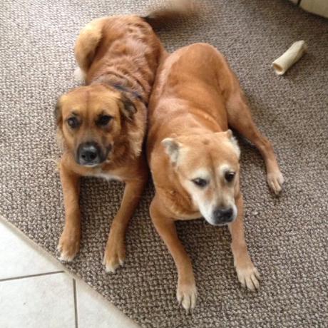 Github Delebash Ue Globalenvironmentalsystem Make Your Landscape - Stunning Mobile Nature Designs | Free Download