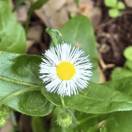 1102 Yamanaka Github - Premium Nature Picture Gallery - Desktop