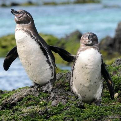 Morimoto Kuninori Morimoto Github - Dark Texture Collection - Mobile Quality