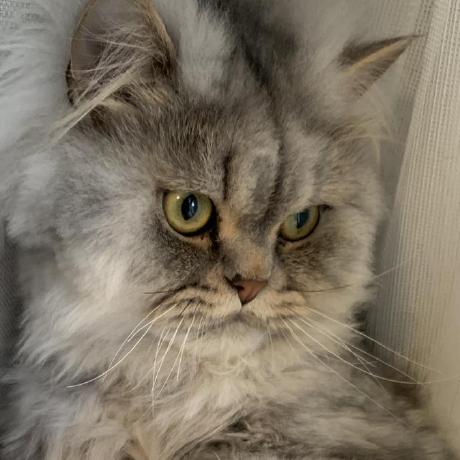 Github Maralla Completor Vim Async Completion Framework Made Ease - Ultra HD Desktop Minimal Wallpapers | Free Download