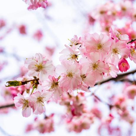 Github Edwjchen Silph - 8K Mountain Designs for Desktop