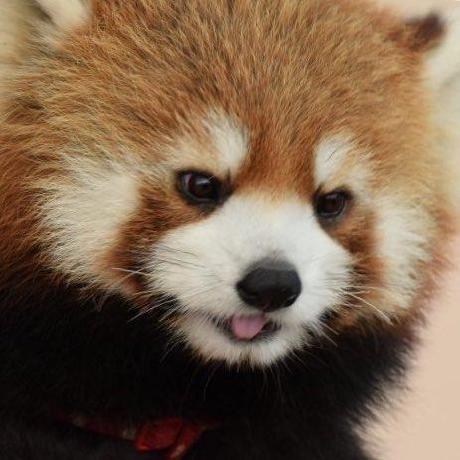 Github Collapselauncher Collapse An Advanced Launcher For Mihoyo - Download Ultra HD Mountain Art | 4K