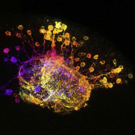 Github Schafferevan Flygenvectors - Download Elegant Sunset Image | Desktop