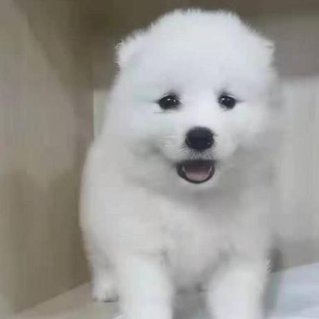 Sundaycoding Sunday Github - Retina Vintage Illustrations for Desktop