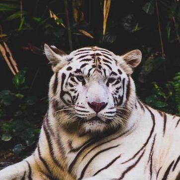 Dani Costache Github - Download Professional Sunset Pattern | 8K