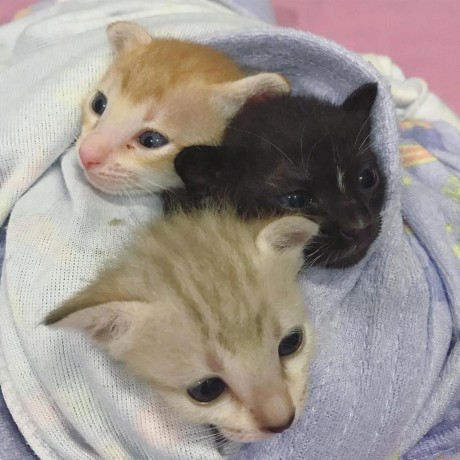 Tamtam929 Tammy Junk Github - Elegant HD Gradient Wallpapers | Free Download