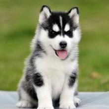 Patrick511 Patrick Github - Nature Wallpaper Collection - Full HD Quality