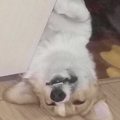 Robin New Github - Classic Sunset Photo - HD