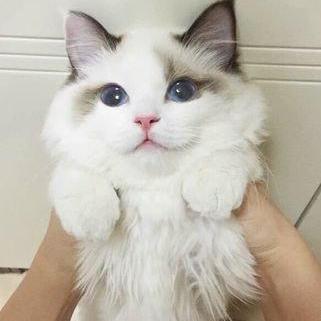 Github Joshuadolor Iona Cats - Colorful Photo Collection - Full HD Quality