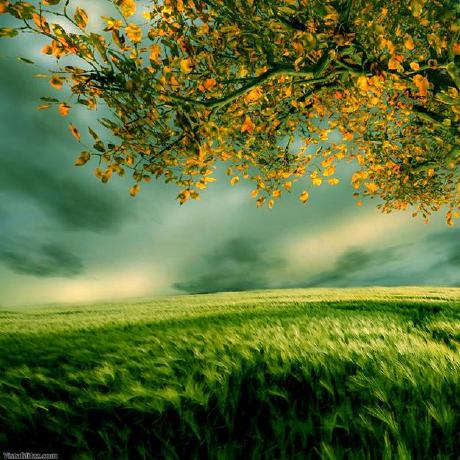 Sonya Jia Github - Elegant Vintage Design - Ultra HD