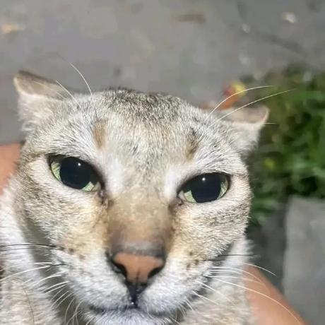 Dylanlittle Dylan Little Github