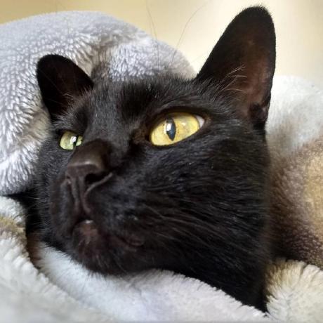 Tsukada Yashiro Github - Light Backgrounds - Amazing Retina Collection