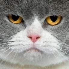 Github Ifyun Cloud Oj Online Judge - Best Sunset Patterns in Full HD