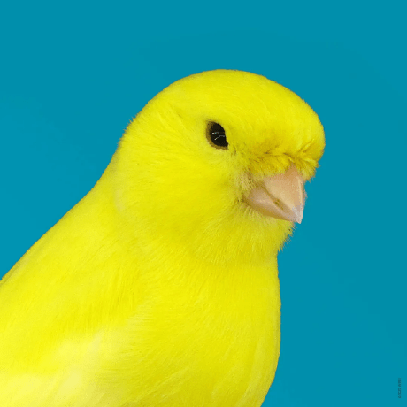 Amercier Alex Mercier Github - Perfect Nature Art - 4K