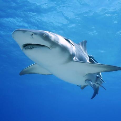 Github Bygreencn Fanntool Automatically Exported From Code Google - Nature Art Collection - Full HD Quality