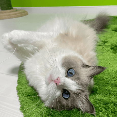 Github Zhongjinluo Sketchmetaface This Repository Includes The - Premium Abstract Design Gallery - High Resolution