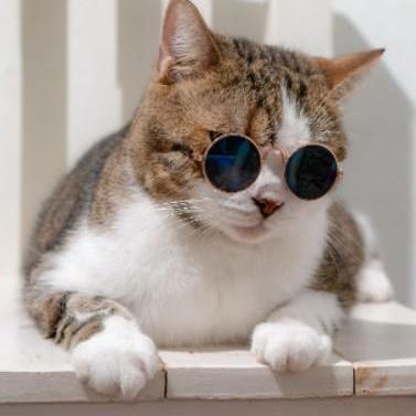 Ghozzee Ghozi Murtadho Github - Sunset Illustrations - Beautiful 8K Collection