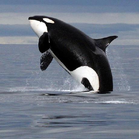 Releases Clamchowder Microbenchmarks Github - Dark Illustrations - Elegant Full HD Collection