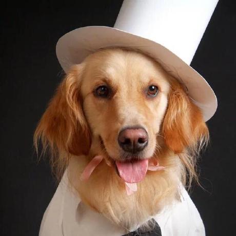 Github Walliampeace Dogimagegallery - Landscape Photos - Gorgeous 8K Collection