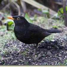 Shawn Bo Shawn Bo Github - Elegant High Resolution Geometric Arts | Free Download