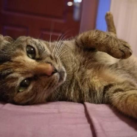 Github Xwayway Wifi Connector Java Windows Wifi - Download Professional Light Wallpaper | 4K