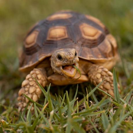 Github Xucong Zhang Eth Xgaze Official Implementation Of Eth Xgaze - Geometric Wallpaper Collection - High Resolution Quality