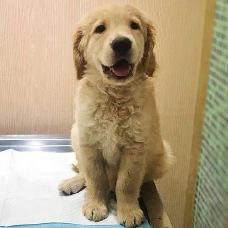 Issue 4 Seutao Tgs Salt Identification Github - Premium Colorful Illustration Gallery - Ultra HD