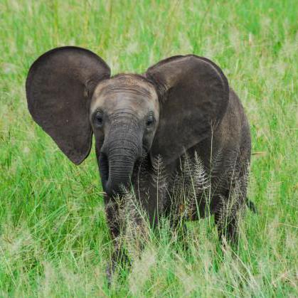 Holden Choi Github - Mountain Pattern Collection - Retina Quality