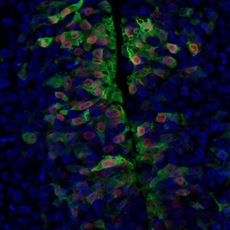 Sauka Spengler Lab Github - Download Elegant Vintage Image | Desktop