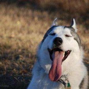 Captainrobin Robin Github - High Quality Ultra HD Minimal Images | Free Download