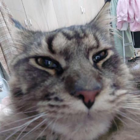 Github Iiieeeve Gram - Download Elegant Light Image | Full HD